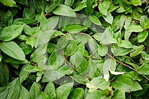 Honeysuckles leaves