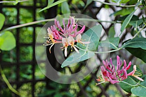 Honeysuckles (Lonicera Caprifolium)