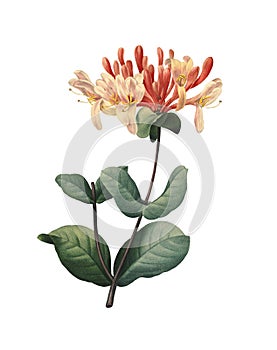 Honeysuckles | Redoute Flower Illustrations