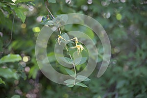 Honeysuckles on a Vine
