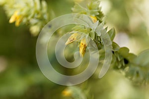The honeywort Cerinthe minor photo