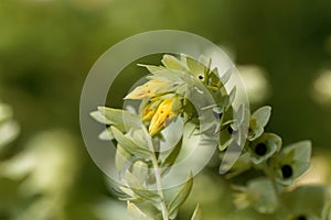 The honeywort Cerinthe minor photo