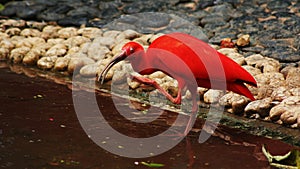 Hong Kong aviary photo