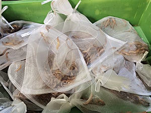 Hong Kong Birds Market Bird Street Kowloon Mongkok Yuen Po Street Pets Supply Worms Shops Merchants Plastic Bags Packaging