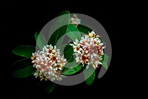 Hong kong hawthorn rhaphiolepis indica flowers