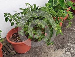 Hong Kong Heritage Lodge Nature Bell Pepper Vegetable Flower Plants Garden Jao Tsung-I Academy Kowloon Mei Foo Lai Chi Kok