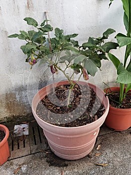 Hong Kong Heritage Lodge Nature Eggplant Vegetable Flower Plants Garden Jao Tsung-I Academy Kowloon Mei Foo Lai Chi Kok