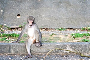 Hong Kong monkey with object stuck its throat