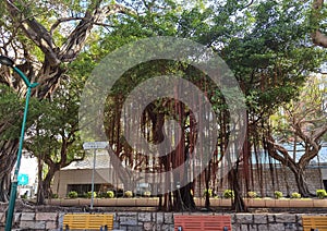 Hong Kong Old Trees Tsim Sha Tsui Banyan Tree Park Lane Shopper\'s Boulevard Green Plants Shade Outdoor Nature Cityscape