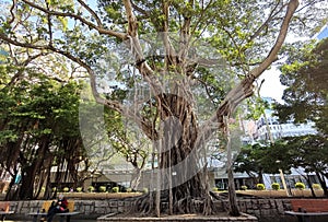 Hong Kong Old Trees Tsim Sha Tsui Banyan Tree Park Lane Shopper\'s Boulevard Green Plants Shade Outdoor Nature Cityscape