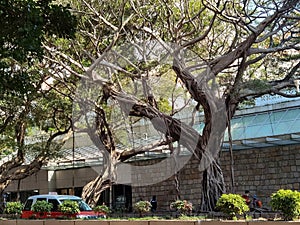 Hong Kong Old Trees Tsim Sha Tsui Banyan Tree Park Lane Shopper\'s Boulevard Green Plants Shade Outdoor Nature Cityscape