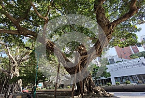 Hong Kong Old Trees Tsim Sha Tsui Banyan Tree Park Lane Shopper\'s Boulevard Green Plants Shade Outdoor Nature Cityscape