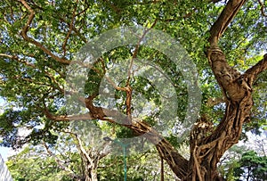 Hong Kong Old Trees Tsim Sha Tsui Banyan Tree Park Lane Shopper\'s Boulevard Green Plants Shade Outdoor Nature Cityscape