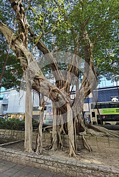 Hong Kong Old Trees Tsim Sha Tsui Banyan Tree Park Lane Shopper\'s Boulevard Green Plants Shade Outdoor Nature Cityscape