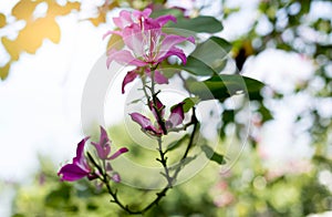 Hong Kong orchid, Purple or Bauhinia flower blooming