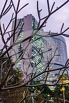 Hong Kong scenic evening cityscape. Hong Kong skyscraper veiwed through tree branches