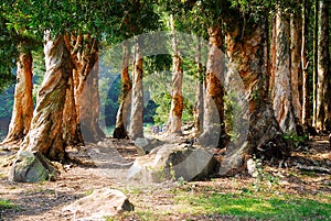 Hong Kong Shing Mun Country Park