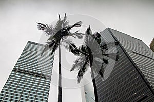 Hong Kong, skyscrapers and palm trees