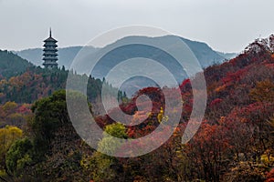 Hong Ye Gu, or Red leaf valley in Autumn, Jinan