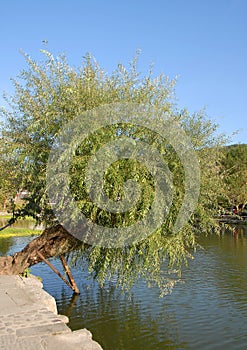 Hongcun Ancient Town in Anhui Province, China. A green tree leaning over the waters of Nanhu Lake