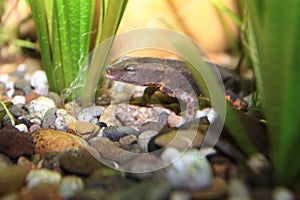 Hongkong warty newt