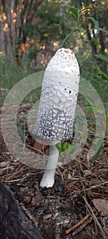 Hongos del fungi photo