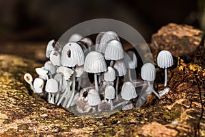 Hongos Silvestres - Mushrooms - fungus photo