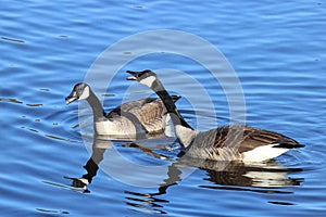 Honking Canada Geese