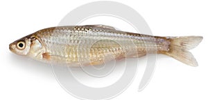 Honmoroko, japanese willow shiner(female)