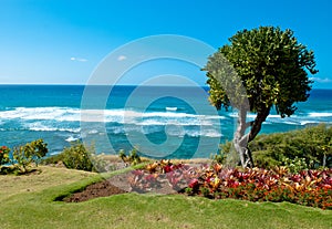 Honolulu beach tree
