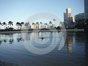 Honolulu lagoon, reflexion of palm trees