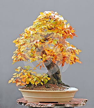Honrnbeam bonsai with snow cap