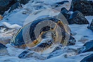 The Honu resting