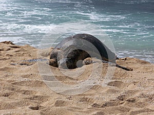 Honu Sunning on the Beach