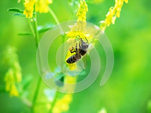 Hony bee flies around the flowers
