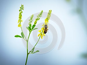 Hony bee flies around the flowers