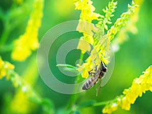 Hony bee flies around the flowers