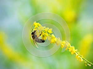 Hony bee flies around the flowers