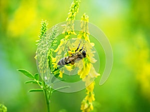 Hony bee flies around the flowers