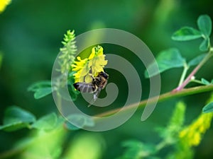 Hony bee flies around the flowers