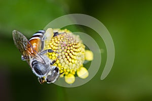 Hony bee and flowers