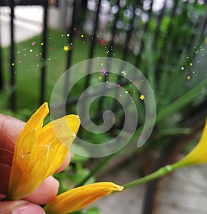 Hony bee in yellow flower