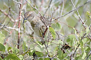 A Hood mockingbird eating a privet hawk moth caterpillar on EspaÃÂ±ola Island in the Galapagos Islands, Ecuador, South America photo