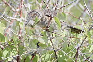 A Hood mockingbird eating a privet hawk moth caterpillar on EspaÃÂ±ola Island in the Galapagos Islands, Ecuador, South America photo