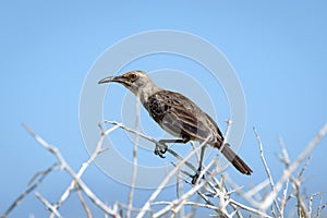 The Hood mockingbird / EspaÃ±ola mockingbird Mimus macdonaldi on Isla EspaÃ±ola in the Galapagos Islands, Ecuador, South America