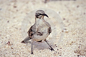 Hood mockingbird, Galapagos Islands, Ecuador