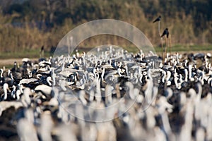 Hooded Crane, Monnikskraanvogel, Grus monacha