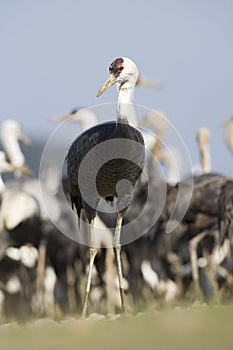 Hooded Crane, Monnikskraanvogel, Grus monacha