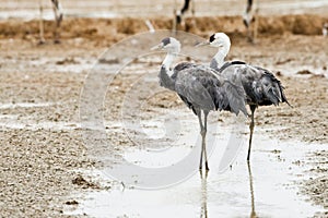 Hooded Cranes