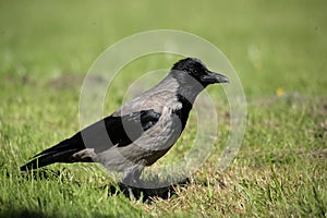 A hooded crow.